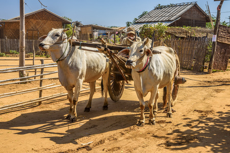 Old burmese farmer riding an ox cart in Baganのeditorial素材