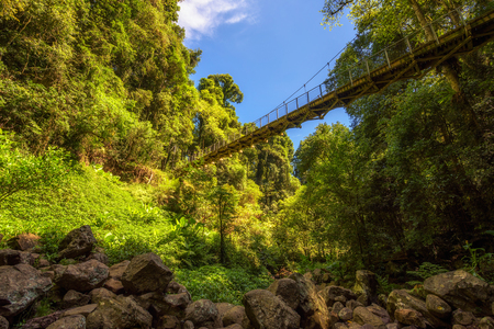 Footbridge in the Rainforest of Dorrigo National Park, Australiaの写真素材