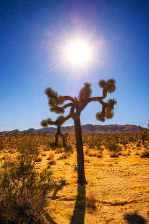 Joshua Tree photographed against the sunの写真素材
