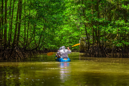 Kayaking in the mangrove jungle of Krabi, Thailandの写真素材