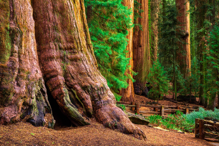 Ancient General Sherman Tree in Sequoia National Parkの写真素材