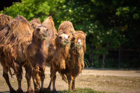 Three Bactrian camels feedingの写真素材
