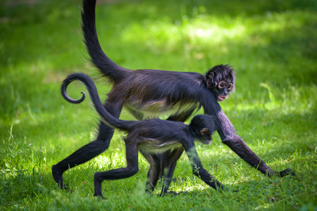 Two Geoffroys Spider Monkeys walkingの写真素材
