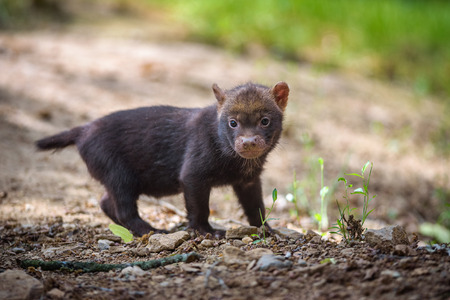 Portrait of a bush dog puppyの写真素材