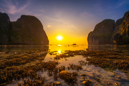 Corals at the Maya beach on Koh Phi Phi island in Thailandの写真素材
