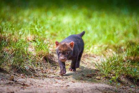 Portrait of a bush dog puppyの写真素材