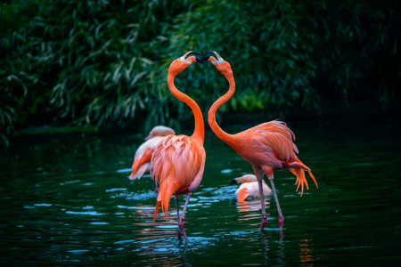 Two Caribbean Flamingos in fightの写真素材