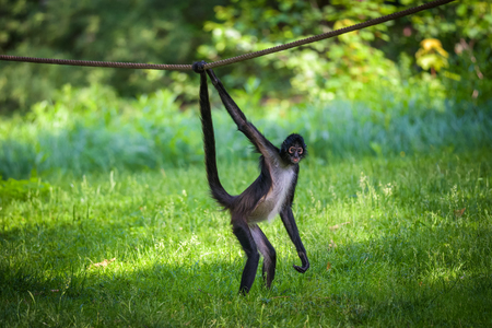 Portrait of Geoffroys Spider Monkeyの写真素材