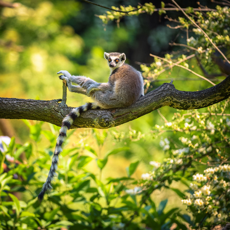 Portrait of Ring-tailed Lemur