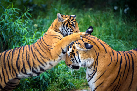 Two young malayan tigers fightingの写真素材
