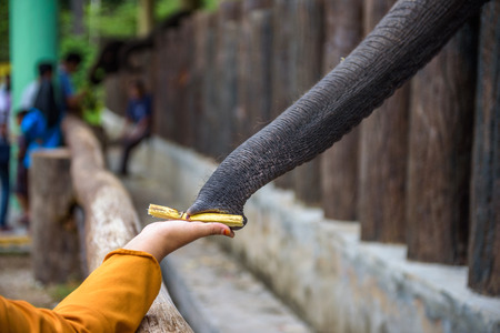 Feeding an elephant with sugarcaneの写真素材