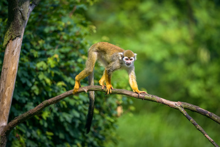 Common squirrel monkey walking on a tree branchの写真素材