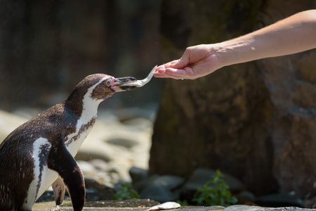 Hand feeding a Humboldt penguin with a fishの写真素材