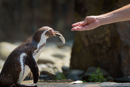 Hand feeding a Humboldt penguin with a fishの写真素材
