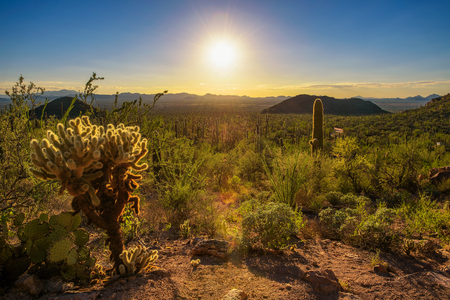 Sunset in Saguaro National Park in Arizonaの写真素材