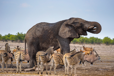 African elephant drinks water in Etosha National Park surrounded by zebrasの写真素材
