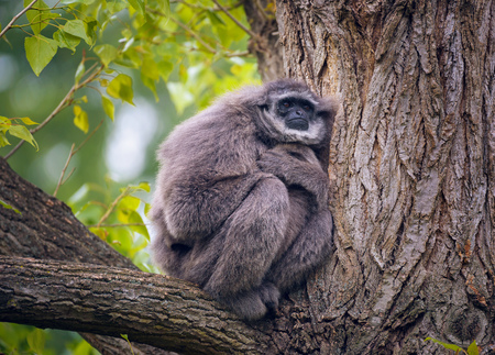 Silvery gibbon also known as Hylobates moloch sitting on a treeの写真素材