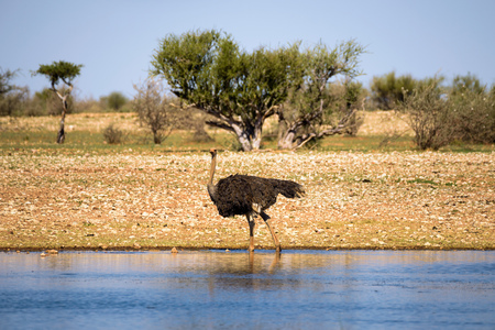 Ostrich walks in water in the Kalahari desert, Namibia, Africaの写真素材