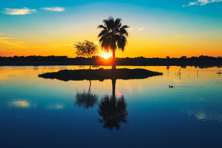 Palm tree silhouette with reflection in a lake at sunset, Namibia, Africaの写真素材