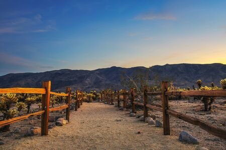 Trail through Cholla Cactus Garden in Joshua Tree National Park at sunsetの写真素材