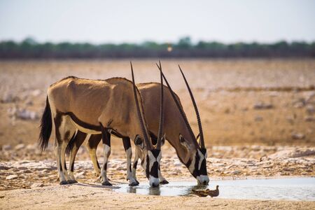 Two oryx gazellas drink water at sunrise in Etosha National Park, Namibiaの写真素材