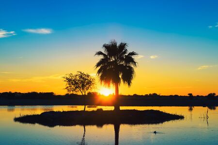 Sunset behind a palm tree silhouette on a small island in a lake in Namibiaの写真素材