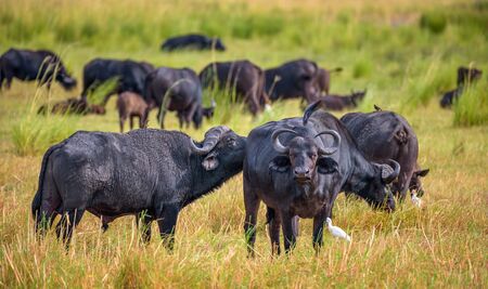 Herd of African cape buffalos grazing in Chobe National Parkの写真素材