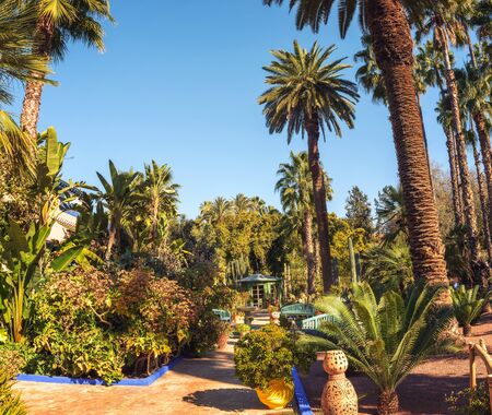 Cactuses and palm trees at the Jardin Majorelle botanical garden in Marrakechのeditorial素材