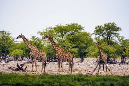 Giraffes drink water from a waterhole in Etosha National Parkの写真素材