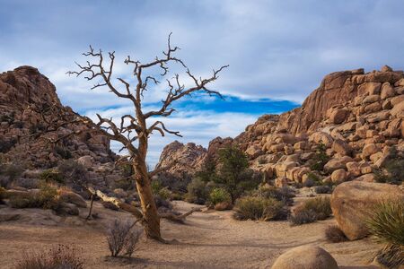 Desert trail in Joshua Tree National Park,の写真素材