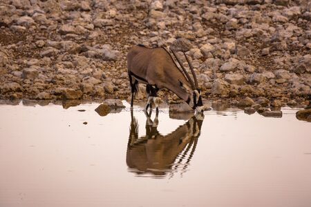 Oryx gazella drinks water at sunrise in Etosha National Park, Namibiaの写真素材