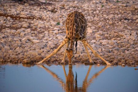 Giraffe drinks water at sunrise in Etosha National Park, Namibiaの写真素材