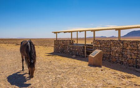 Wild horse of the Namib desert at observation viewpoint near Aus, south Namibiaの写真素材