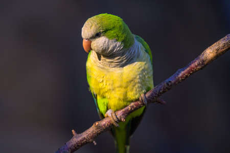 Closeup portrait of a colorful amazon parrotの写真素材