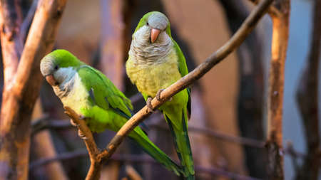 Two colorful amazon parrots sitting on a branchの写真素材