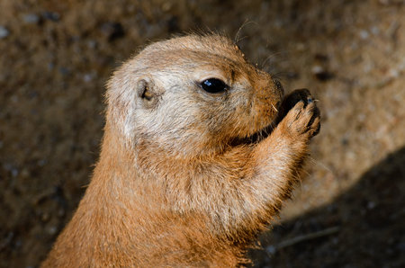 Closeup portrait of a Prairie dog eating