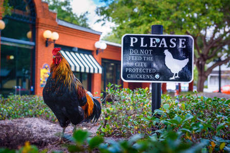 Wild rooster living in the streets of Ybor City, Floridaのeditorial素材
