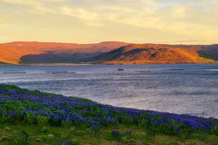 Sunset above fjord landscape near Patreksfjordur in the Westfjords, Icelandの写真素材