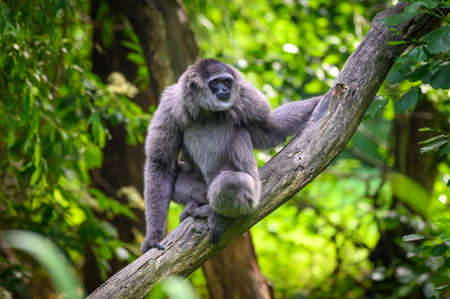 Portrait of a silvery gibbon sitting on a branchの写真素材