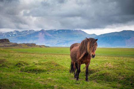 Icelandic horse in the scenic nature landscape of Icelandの写真素材