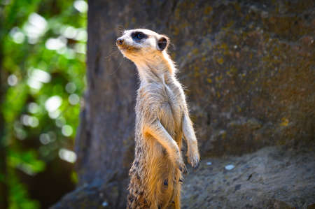 Alert meerkat also known as Suricata suricatta standing on guardの写真素材