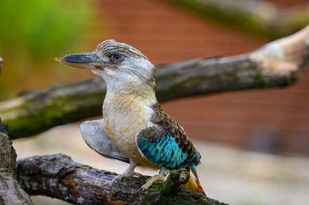 Portrait of blue-winged kookaburra also known as Dacelo leachiiの写真素材
