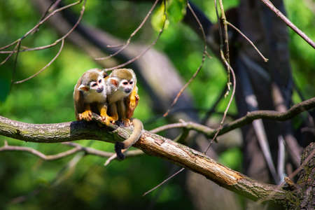 Two common squirrel monkeys sitting on a tree branchの写真素材