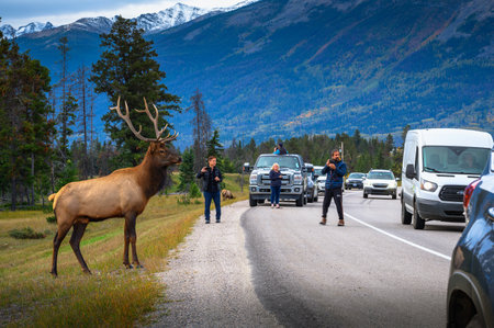 Tourists photograph a wild deer crossing a road in Canadaのeditorial素材