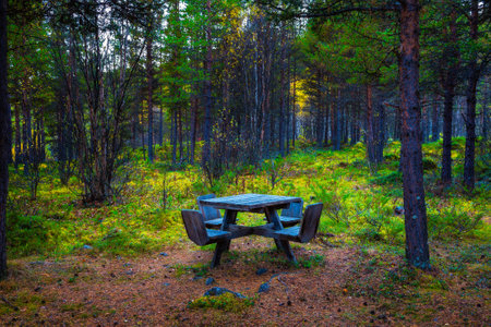 Wooden picnic table in a forest