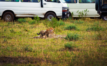 Cheetah family surrounded by safari cars in Maasai Mara National Reserve, Kenyaの写真素材