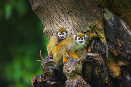 Two common squirrel monkeys sitting on a tree branchの写真素材
