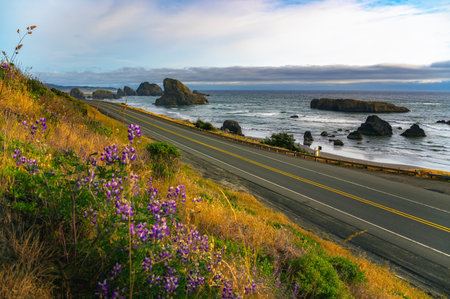 Coastal road overlooking Meyers Creek Beach in Oregon with wildflowersの写真素材