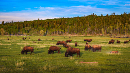 Bison herd grazing in a meadow in Grand Teton National Park, Wyomingの写真素材