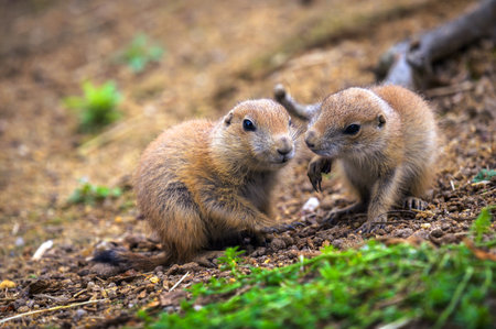Two young prairie dogs interacting closelyの写真素材